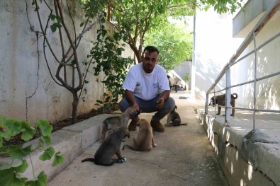 2 Duvar Arasinda Ölümü Bekleyen Yavru Köpekleri Yasama Tutundurdular