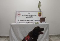 Afyonkarahisar'da Uyusturucu Operasyonu Açiklamasi 2 Gözalti Haberi