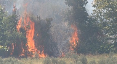 Altinözü'nde Çikan Zeytinlik Yangini Itfaiye Ekiplerin Müdahalesiyle Söndürüldü