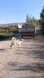 Amasya Valiligi'nden 'Köpege Eziyet' Açiklamasi Açiklamasi 'Süpheli Yakalandi' Haberi
