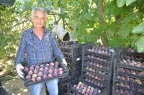 Antalya'da Incir Hasadi Basladi