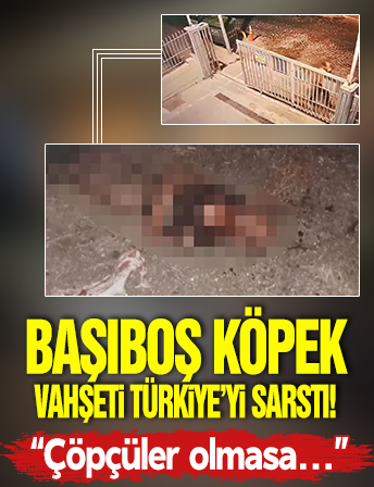 Başıboş köpek vahşeti Türkiye'yi sarstı! Ayhan Özçelik'in ağabeyi anlattı: Çöpçüler olmasa yiyeceklerdi!