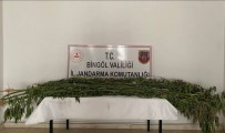 Bingöl'de 3 Farkli Noktada Bin 939 Kök Kenevir Bitkisi Ele Geçirildi Haberi