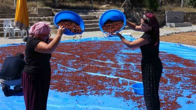 Bozkirin Kirazinin Meyvesinden, Çekirdeginden Ve Sapindan Japonlar Yararlaniyor