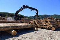 Karadeniz'in En Büyük Orman Deposu Sinop'ta Haberi