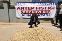 Sahinbey Belediyesi Fistik Alimina Basladi Haberi