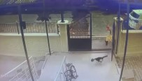 Sokak Köpekleri Kediye Saldirdi, O Anlar Kameraya Yansidi
