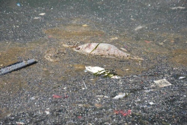 Endişelendiren olay! Yüzlercesi kıyıya vurdu