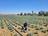 Afyonkarahisar'da Brokoli Alanlari Incelendi Haberi