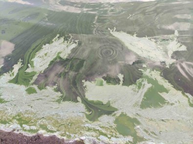 Çildir Gölü'nde Alg Patlamasi Yasandi Açiklamasi Göl Yesil Renge Büründü