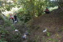 Kökünden Kopan Incir Agaci Yasli Adamin Sonu Oldu Haberi