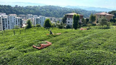 Rize'de Çay Üreticileri 3. Sürgün Hasadi Için Çay Bahçelerine Girmeye Basladi