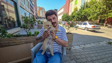 Tokat'ta Tasmasiz Dolasan Doberman Tehlike Saçti