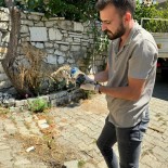 Yaralanan Yavru Kediye Ilk Müdahale Yapildi Haberi