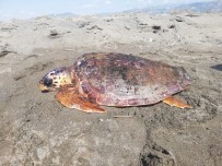 Yarali Caretta Caretta Tedavi Altina Alindi Haberi