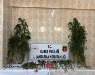 Ahirinda Uyusturucu Yetistirdi, Jandarmadan Kaçamadi Haberi