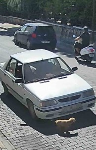 Çanakkale'de Inanilmaz Kurtulus Açiklamasi Üzerinden Otomobil Geçen Yavru Köpek Yaralanmadan Kurtuldu