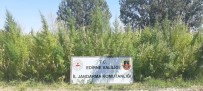 Edirne'de Tarlada 159 Bin Kök Kenevir Ele Geçirildi