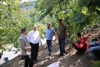 Findik Hasadi Yapan Isçilerle Tarlada Sohbet Ettiler Haberi
