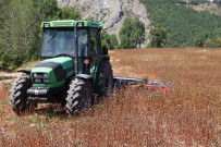 Ordu'da Bugday Hasadi