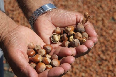 Ordu'da Kahverengi Kokarca Findigi Vurdu