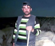 Sivas'ta Dev Yilan Korkuttu