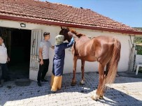 Tavsanli'da Atlarda Saglik Taramasi Ve Çip Uygulamasi Haberi