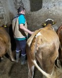 Yonca Yiyerek Sisen 163 Hayvana Veteriner Hekimler Müdahale Etti