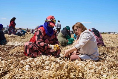 Çiftçiye 8 Milyon 432 Bin 925 Litre Mazot Destegi Verildi