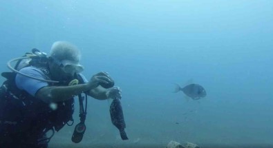 Denize Atilan Plastik Sisede Sikisan Orfoz Baligini Dalis Yapan Profesör Kurtardi