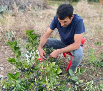 Erzincan'in Ilk Aronya Bahçeleri Meyvelerini Verdi