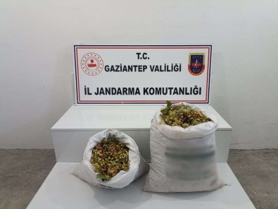 Gaziantep'te 515 Kilo Antep Fistigi Çalan 2 Süpheli Suçüstü Yakalandi