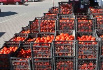 (ÖZEL) Salçalik Domatesler Görücüye Çikti Haberi