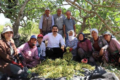 Selendi'de Yesil Altinda Hasat Basladi