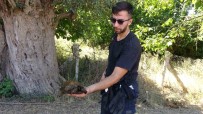Agaçlik Alanda Çikan Yanginda Itfaiye Eri Kaplumbagayi Yanmaktan Böyle Kurtardi Haberi