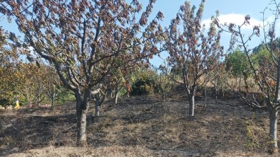 Amasya'da Çikan Yanginda 10 Dönüm Meyve Bahçesi Zarar Gördü