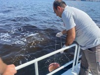 Çevre Ve Sehircilik Bakanligi'ndan Izmir Körfezi'ndeki Balik Ölümlerine Inceleme Haberi