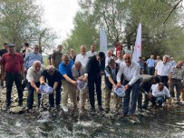 Devrekani Çayi'na 5 Bin Alabalik Salindi Haberi