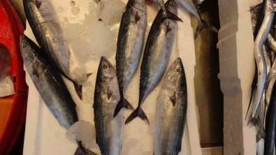 Karadeniz'de Palamut Bereketi