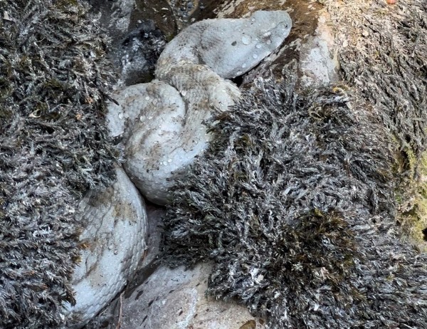 Isırığı bir insanı öldürmeye yetiyor:  Hakkari'de görüntülendi