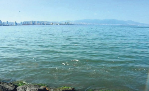 İzmir Körfezi'ndeki balık ölümlerine inceleme: Bakanlık açıkladı!