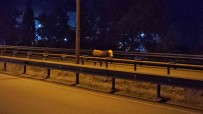 Ahirdan Kaçan Büyükbas Hayvan Trafigi Tehlikeye Soktu Haberi