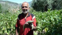 Antalyali Çiftçi Ata Tohumlariyla 52 Santimetre Boyunda Patlican Yetistirdi Haberi
