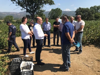 Çan Kaymakami Dr. Nebioglu Aronya Tarlasini Gezdi