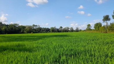 Çeltik Üreticileri Açilan 11 Kuyu Sayesinde Nefes Aldi