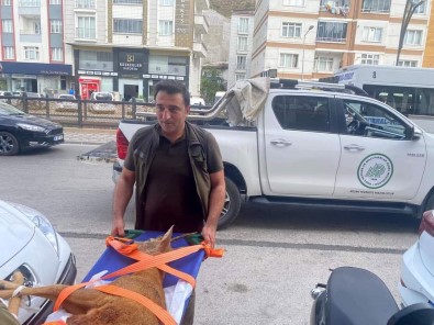 Doga Koruma Ekiplerinden Hayat Kurtaran Müdahale