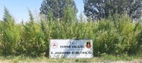 Edirne'de 159 Bin Kök Kenevir Ele Geçirildi