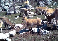 Yaban Keçisi Sürüsü Fotokapanla Görüntülendi Haberi