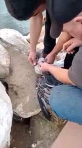 Yalova'da Acemi Balikçinin Oltasina Balik Yerine Marti Takildi