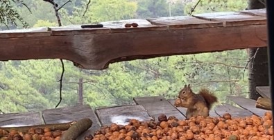 Adana'da Ceviz Hasadi Basladi